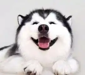  哈士奇的舌头是什么颜色