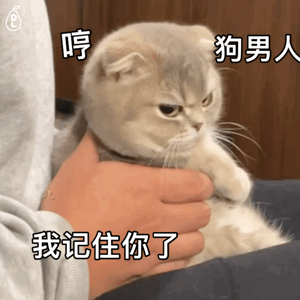  黑猫舔爪表情包微信怎么搜今日头条