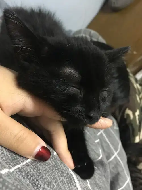  看隔壁有人晒捡猫我就忍不住了
