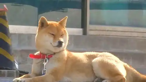  水獭经常来水产店偷鱼,老板牵来一只柴犬看护,最终却成了笑柄