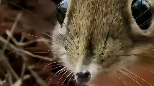  原来黑猫警长里像小老鼠一样的动物,原型这么可爱