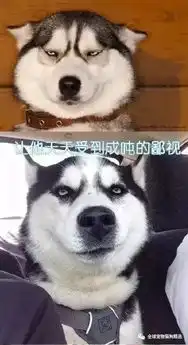 哈士奇高清表情包扣扣网