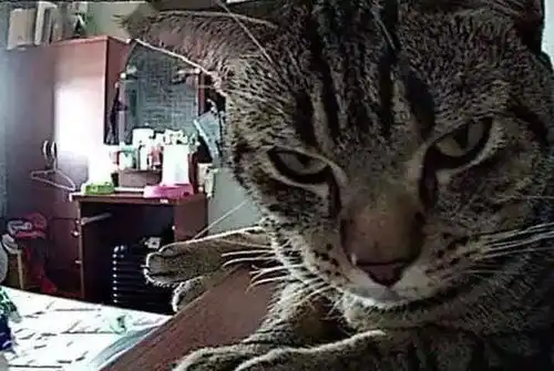  摄像头背后的猫究竟是怎样的,男子做了实验后惊呆了