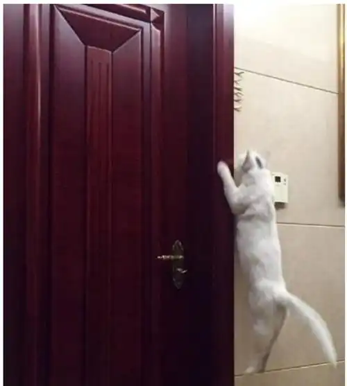可爱猫咪表情包斗图专用