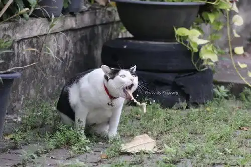  铲屎官抓拍到猫咪吐毛球的瞬间,好心疼这小可爱