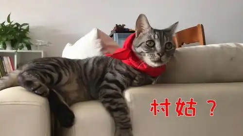  给狸花猫系围巾,猫咪复杂的表情包,主人要蒙圈了