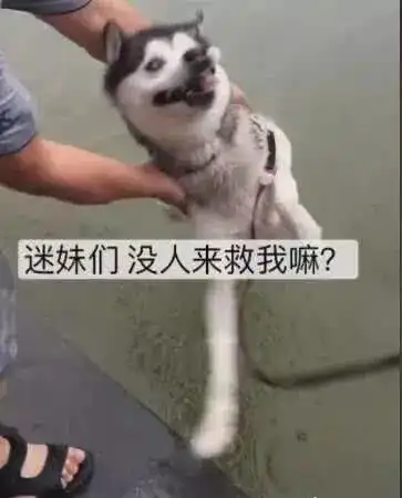  哈士奇要被扔下水那一刻,每时每刻都是二哈的表情包
