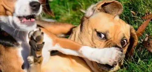  猫咪和狗狗的搞笑瞬间,每一只都是行走的表情包