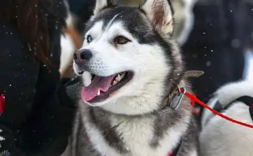  一只哈士奇救了美军一个排死后获迪肯勋章葬在特殊墓地