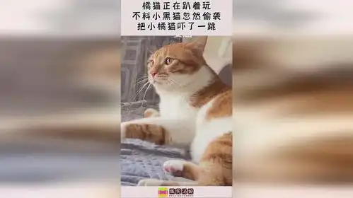  橘猫正在趴着玩,不料小黑猫忽然偷袭,把小橘猫吓了一跳