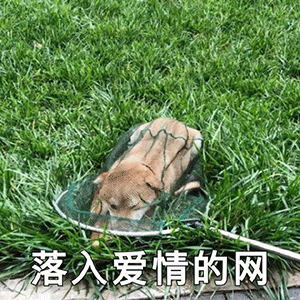 表情包请接收好运和爱的疯狂轰炸吧