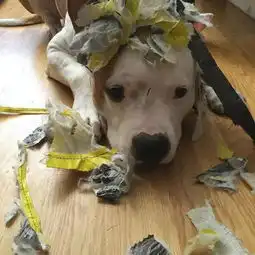  一看就是犯了错的汪