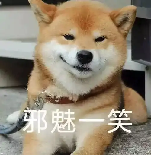  日本三只卡洞柴犬爆红成为新景点网友直呼太可爱啦