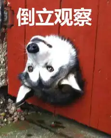 哈士奇高清表情包暗中观