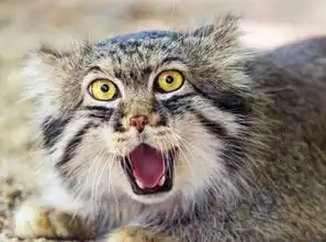  西藏神山发现凶猛的猫科动物,长相很萌,还是国家保护动物