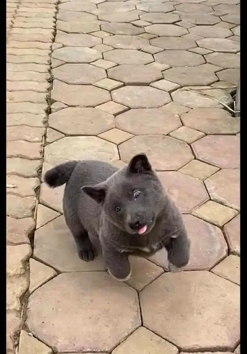  一只长相酷似蓝猫的狗狗,越长越像表情包,灰太狼儿子小灰灰吗
