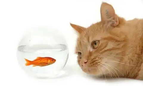  我家猫咪太胖,如何给它减肥