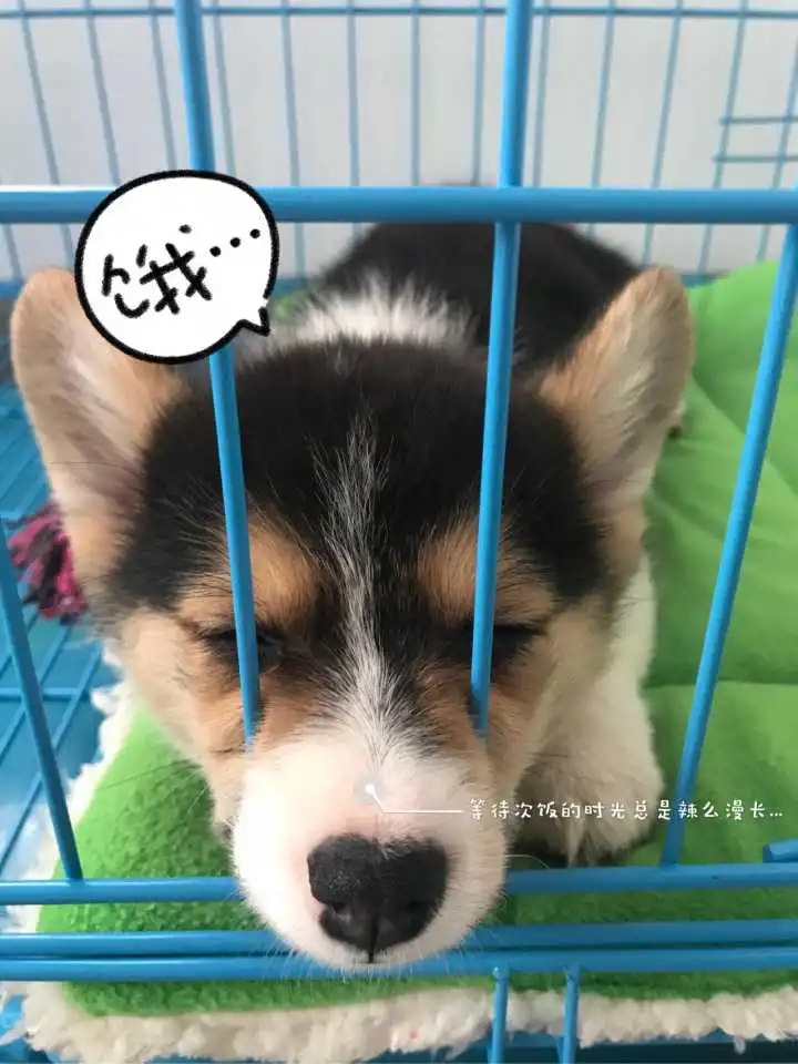  表情柯基的战斗力很强吗表情
