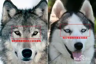  哈士奇的正确打开方式