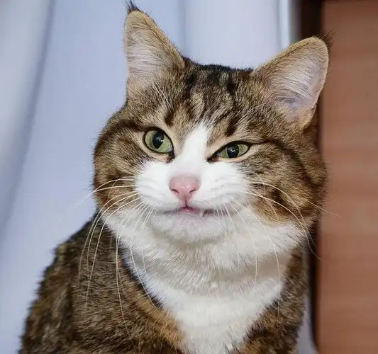  狠人表情