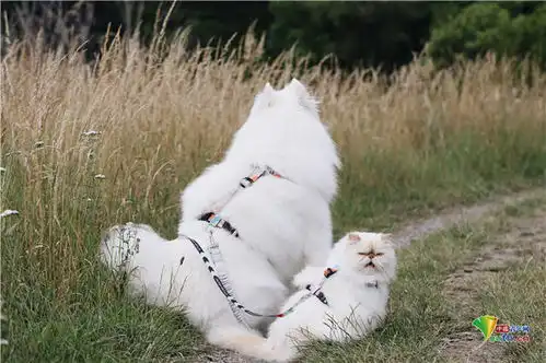  萨摩耶犬与猫咪成好友微笑表情和暴躁脾气对比鲜明逗趣十足