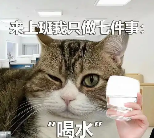  猫咪打工表情包来上班我只做七件事