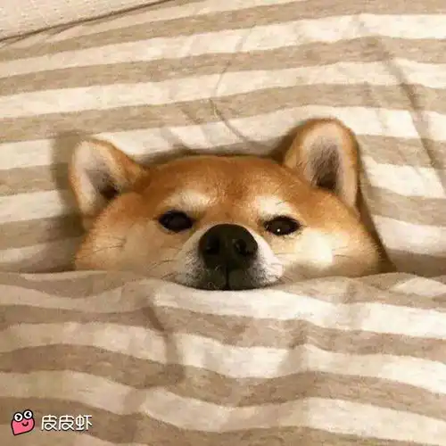 一只柴犬抱着鱼表情包刷