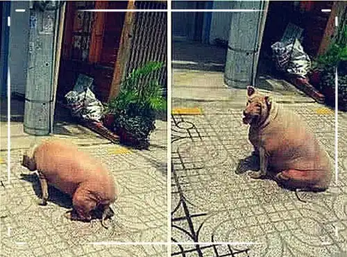  男子将爱犬送到乡下奶奶家寄养,一年后去接狗,推开门一看当场傻眼
