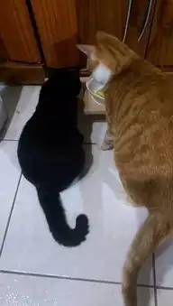 小黑猫的表情包橘猫