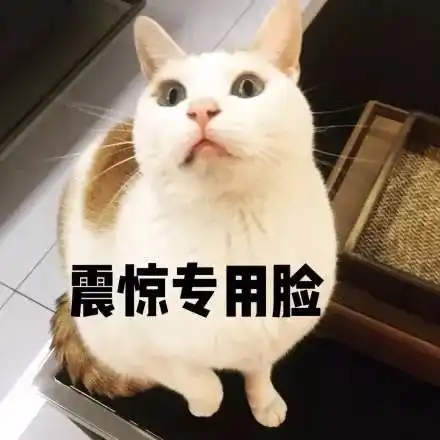 小猫咪强吻表情包