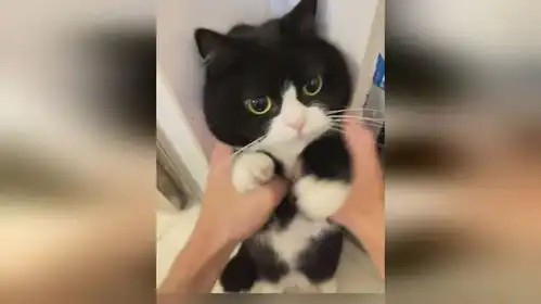  小猫一脸庄重,表情紧绷,简直和守护正义的黑猫警长如出一辙