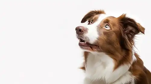  狗狗动物可爱宠物表情高清犬科小狗欢乐活力广告素材下载至来源处