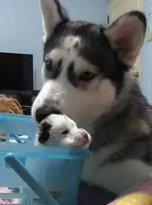 哈士奇和比格相恋,孩子出生之后,二哈是不是哪里出错了