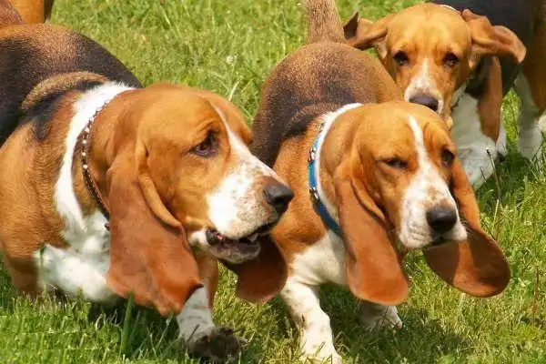  巴吉度犬,公认世界上最大耳朵的狗,因忧伤的面部表情而闻名于世