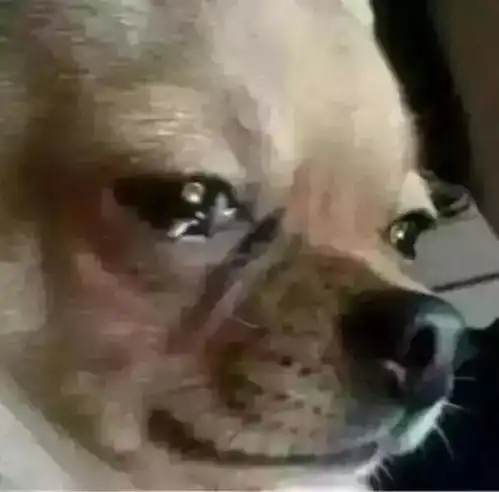  这个年,最难过的不是单身狗,而是那些有对象的人