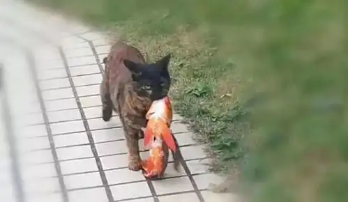  人人都在转发锦鲤求好运,只有这只猫把锦鲤当成晚餐