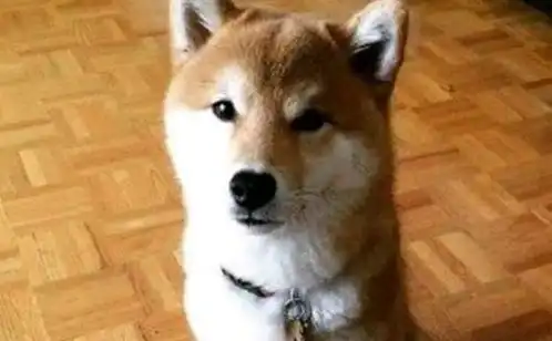  柴犬被铲屎官骂了,蹲在鱼缸里生闷气,蹲太久还睡着了