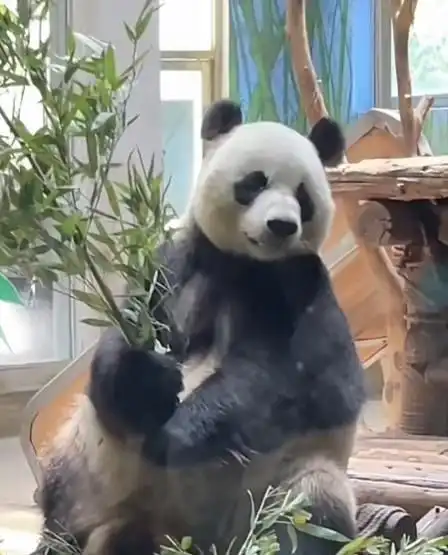  山东网红动物不少,吸粉引流各有妙招凤凰网山东凤凰网