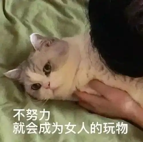  表情包不努力就会成为女人的玩物