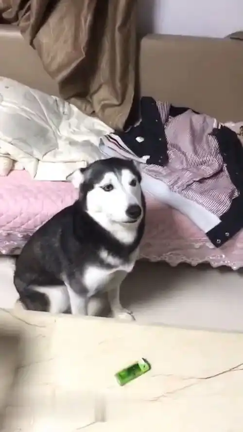 哈士奇吐舌头表情包打滚