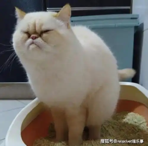  猫咪便秘了,怎么办