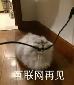  我家猫把邻居家猫肚子搞大了,需要负责吗