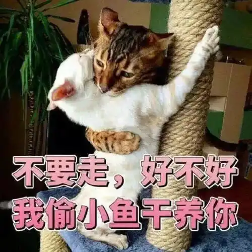  养猫就像带娃,终于体会到为人父母的不易