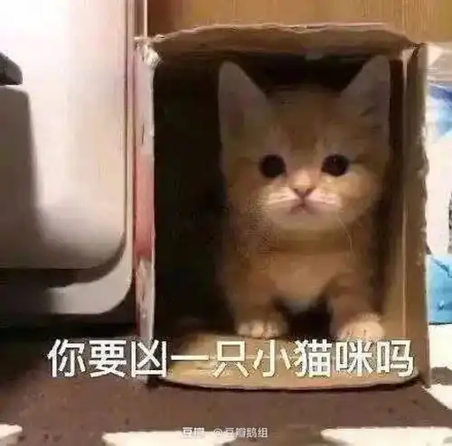 小傻瓜表情包一只猫