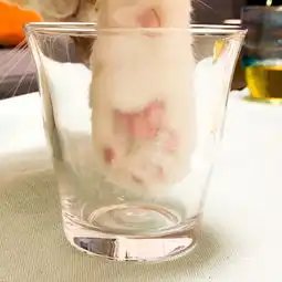 动态表情包太好听了猫爪