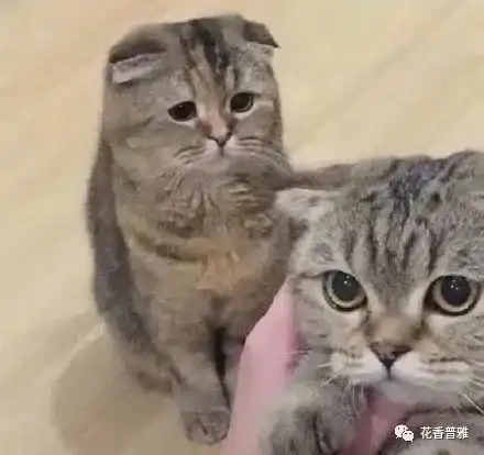  猫猫能有多委屈别说了,我已经开始自责了
