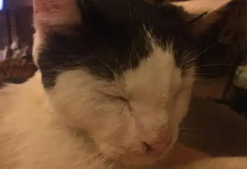  流浪猫跟着女孩走,主动钻入口袋中,初到家就给家猫下马威
