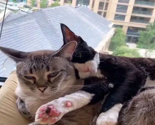  花猫被黑猫压住不敢动弹,这生无可恋的表情,实在太好笑了