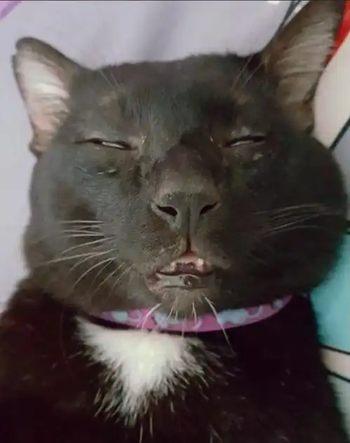  这是我见过最东方不败的猫咪,睡姿中透露一股杀气