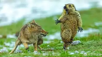  表情包诞生中国摄影师拍下土拨鼠惊恐脸瞬间获摄影大赛最高奖
